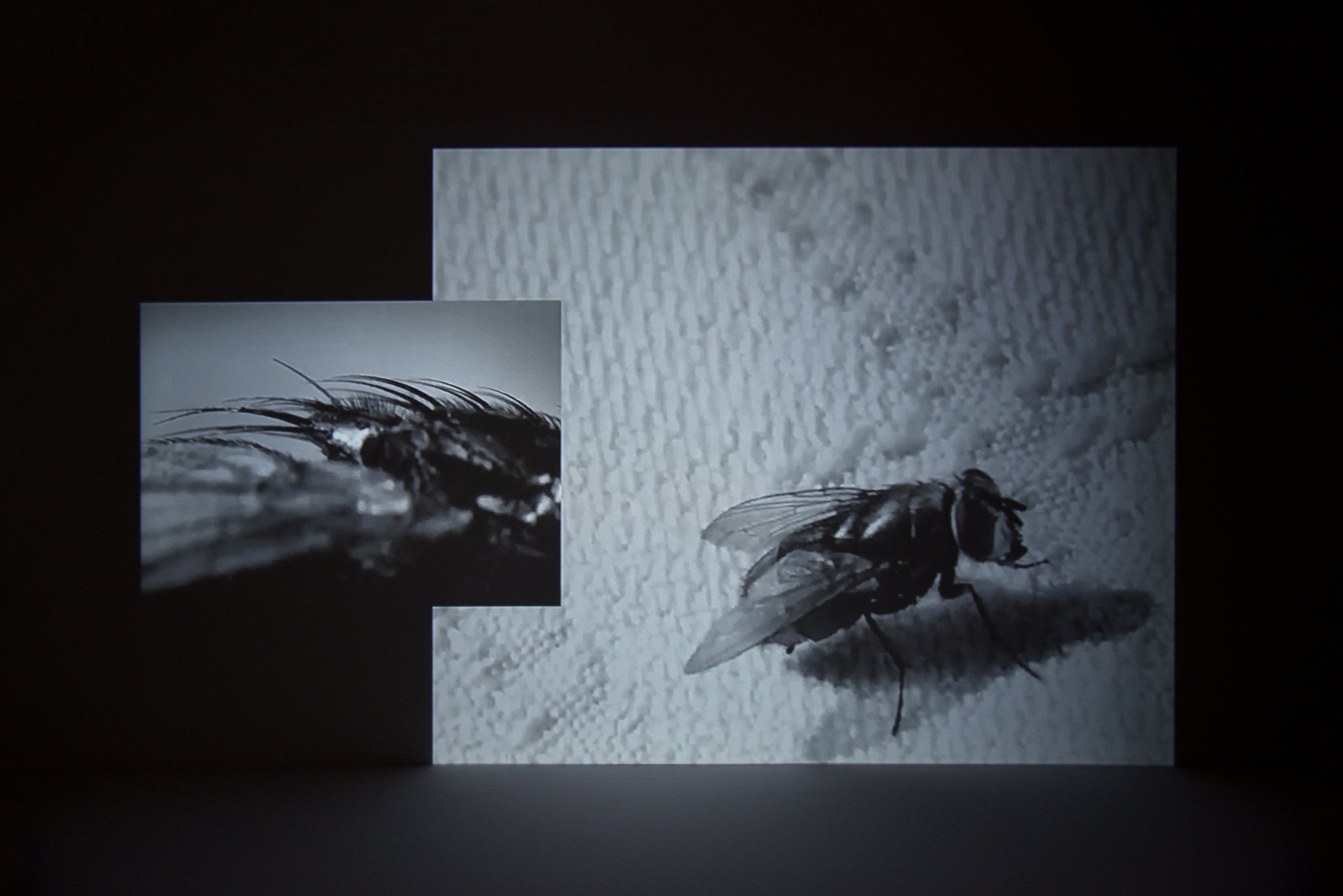 Little wing, 2022, soundscape, 05:55 / Fruit fly and it’s life-cycle under the microscope, 2022, edited found video with original soundscape, 02:03
